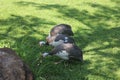 Guinea fowl are finding worms to eat in the green lawns.Ã¢â¬â¹ Guinea fowl inÃ¢â¬â¹ theÃ¢â¬â¹ farm.